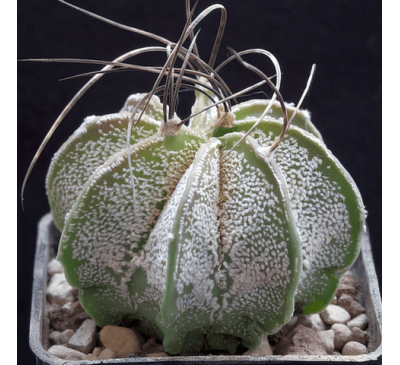 Астрофитум Козерог "Крупный" (3 шт.) / Astrophytum Capricorne v. Major